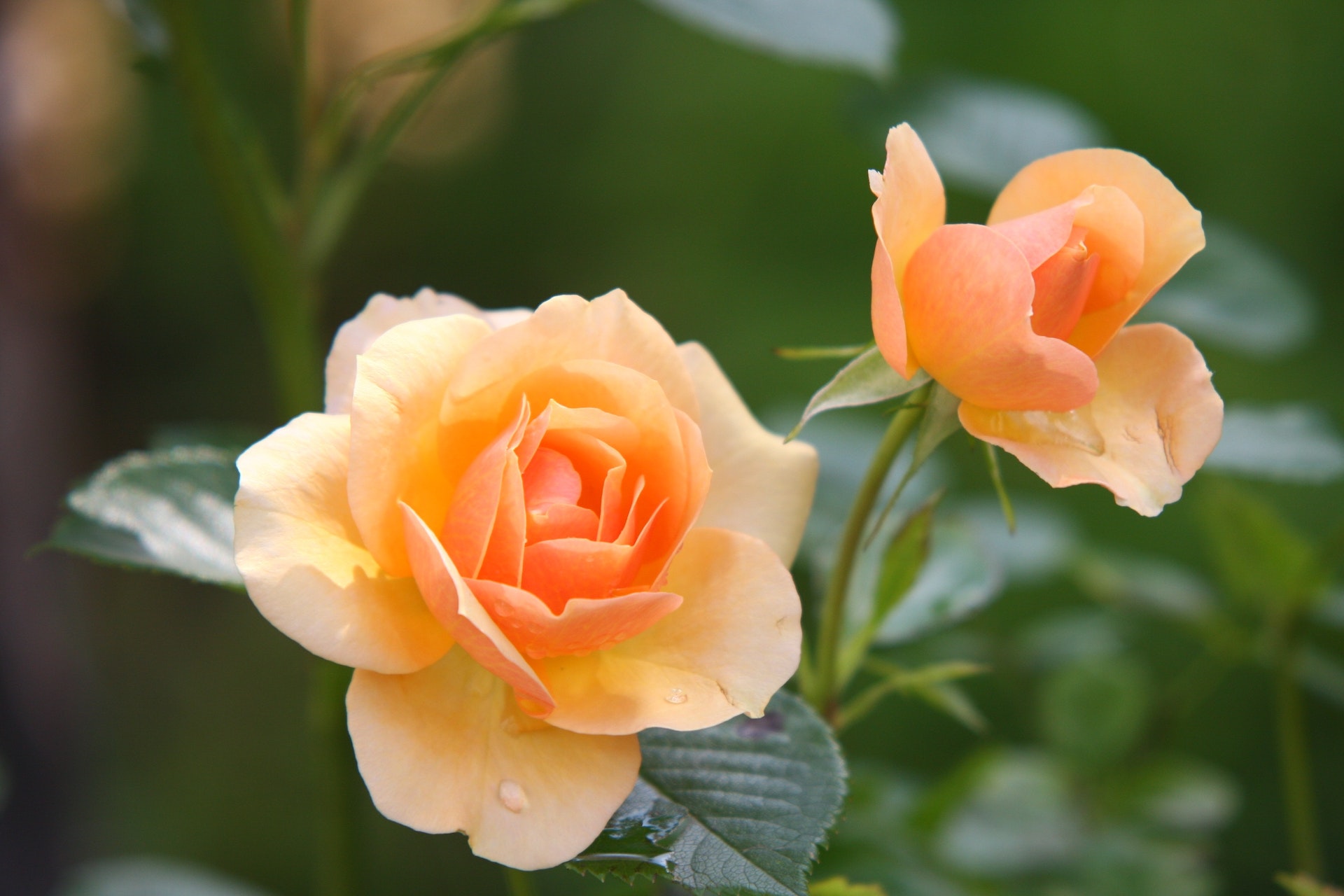 twee gele rozen