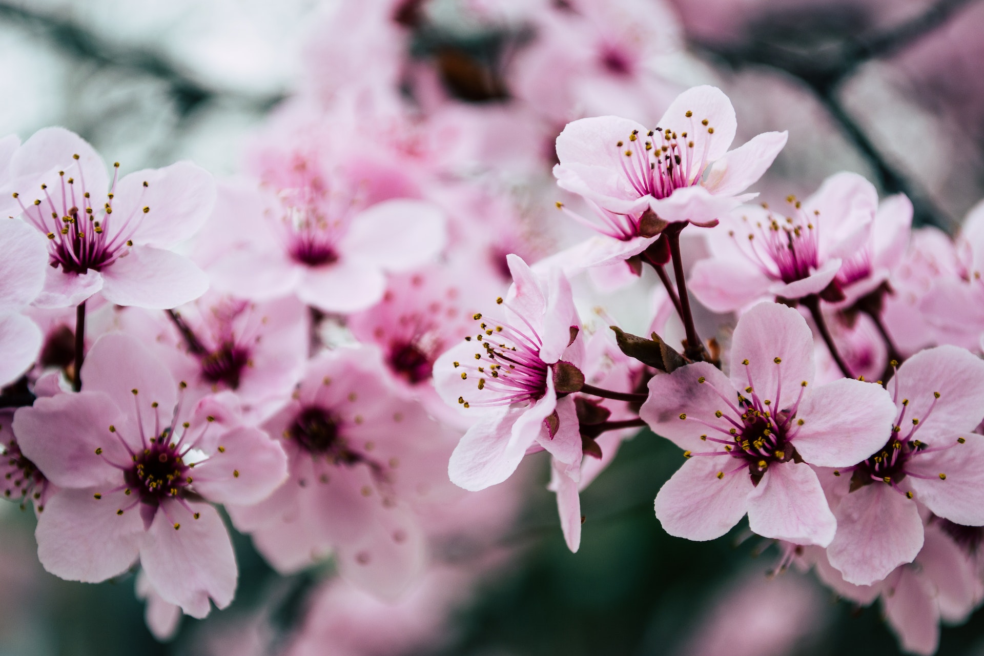 roze bloemen