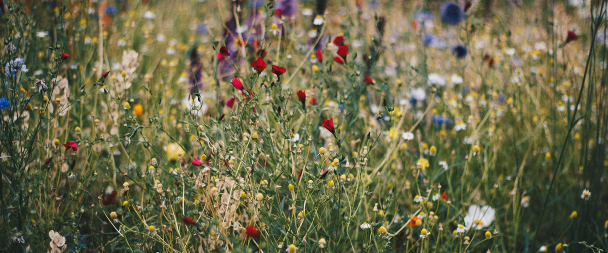 bloemenweide met klaprozen, margrietjes, paarse bloemen