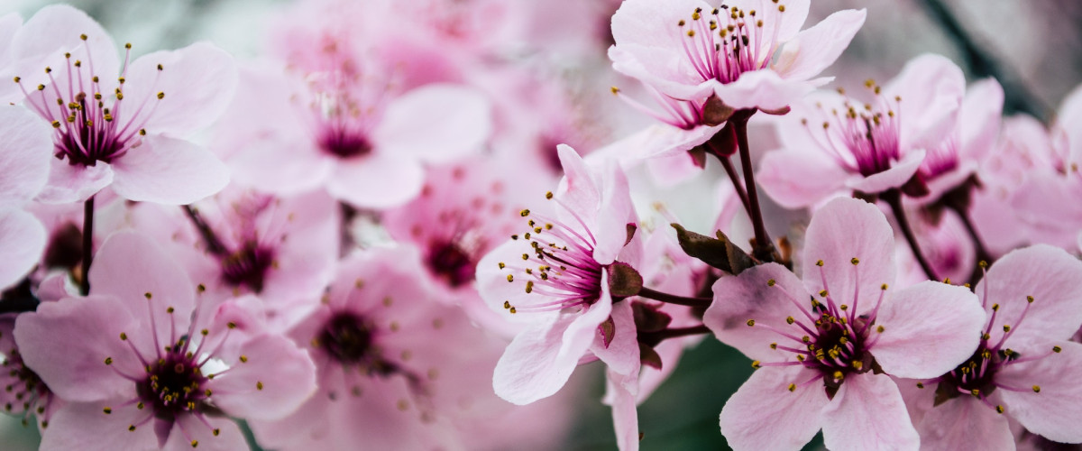 roze bloemen